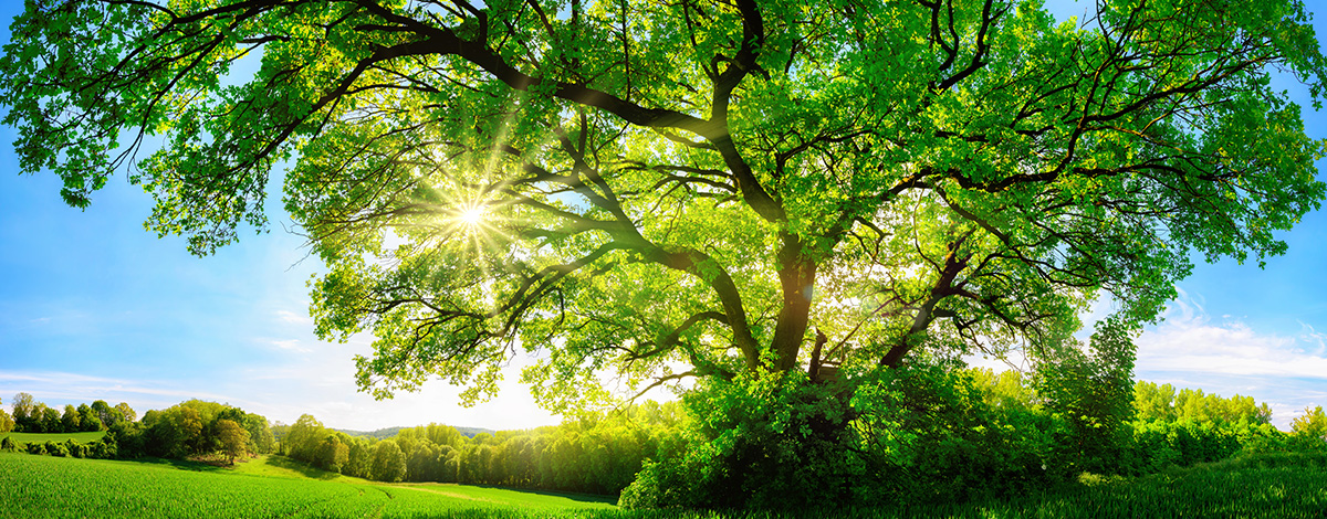 Morning sunlight filtering through the trees Phot