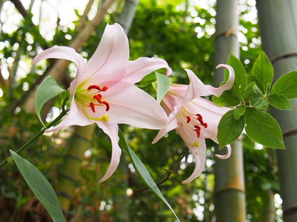 Bamboo lilies of Tenri Kofun Sharp Forest Phot