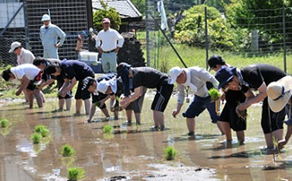 Planting rice by hand Phot