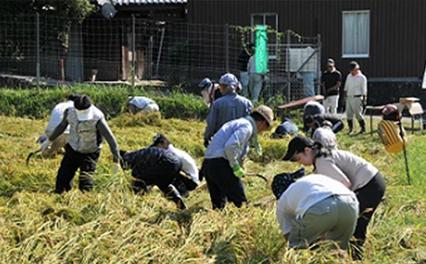 Harvesting rice by hand Phot